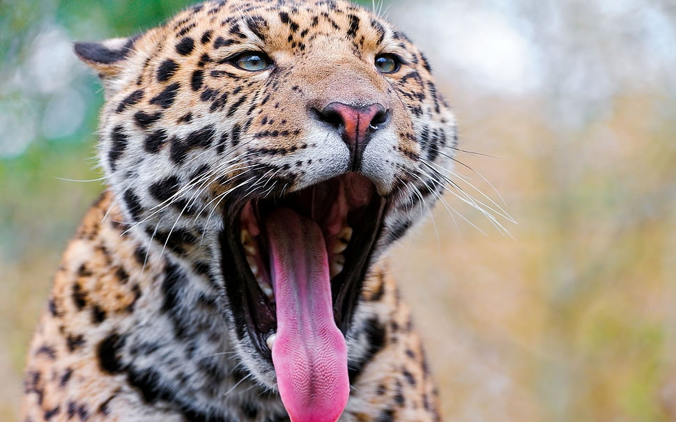 brown and white jaguar HD wallpaper